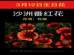 3月12日生日花-沙洲蕃红花