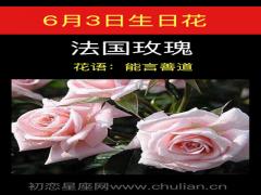6月3日生日花-法国玫瑰
