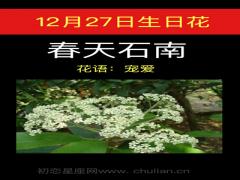 12月27日生日花-春天石南