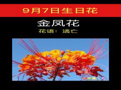 9月7日生日花-金凤花
