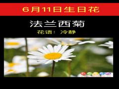 6月11日生日花-法兰西菊