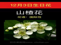 12月3日生日花-山楂花