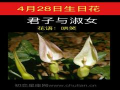 4月28日生日花-君子与淑女