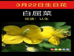 3月22日生日花-白屈菜