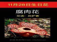 11月28日生日花-腐肉花