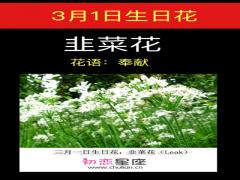 3月1日生日花-韭菜花