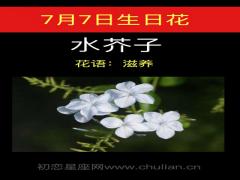 7月7日生日花-水芥子