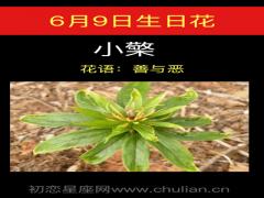 6月9日生日花-小檗