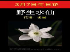 3月7日生日花-野生水仙花