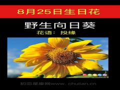 8月25日生日花-野生向日葵