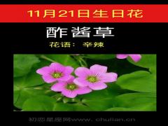 11月21日生日花-酢酱草