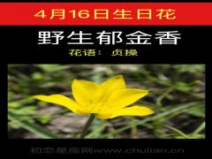 4月16日生日花-野生郁金香