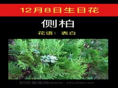 12月8日生日花-侧柏