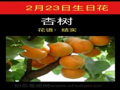 2月23日生日花-杏树