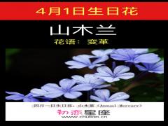 4月1日生日花-山木蓝