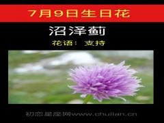 7月9日生日花-沼泽蓟