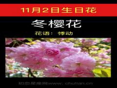 11月2日生日花-冬樱花