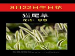 8月22日生日花-猫尾草
