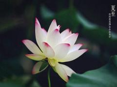 2020鼠年夏至前一天订婚适合吗？夏至前一天是离日？