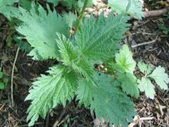 1月16日生日花-红色野荨麻花