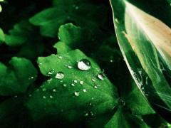 白露节气简介，白露这个节气是怎么来的？