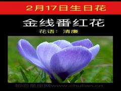 2月17日生日花-金线番红花