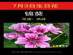 7月3日生日花-锦葵