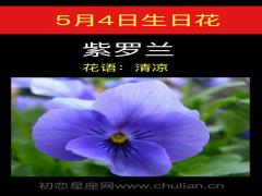 5月4日生日花-紫萝兰