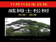 11月11日生日花-威姆士松树