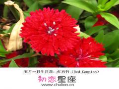 生日花语·五月