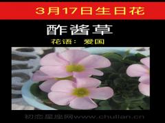 3月17日生日花-酢酱草