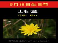 5月18日生日花-山柳兰