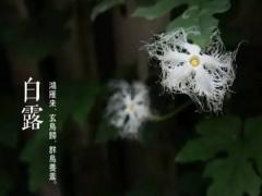 2020年白露有什么注意事项？白露养生吃什么？