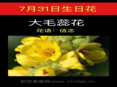 7月31日生日花-大毛蕊花