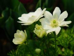 1月17日生日花-银莲花