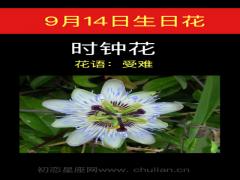 9月14日生日花-时钟花