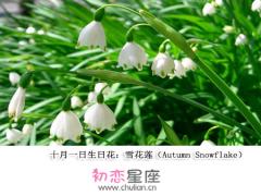 生日花语·十月