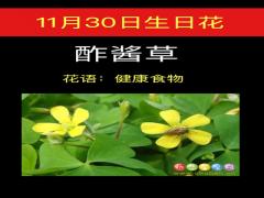 11月30日生日花-酢酱草
