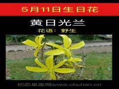 5月11日生日花-黄日光兰
