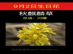 9月2日生日花-秋麒麟草