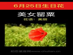 6月25日生日花-美女罂粟