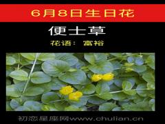 6月8日生日花-便士草