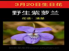 3月20日生日花-野生紫萝兰