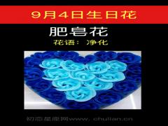 9月4日生日花-肥皂花