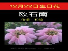 12月22日生日花-欧石南