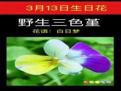 3月13日生日花-野生三色菫