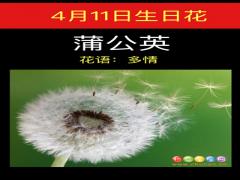 4月11日生日花-蒲公英