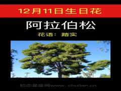 12月11日生日花-阿拉伯松