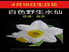 4月18日生日花-白色野生水仙