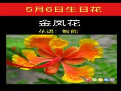 5月6日生日花-金凤花